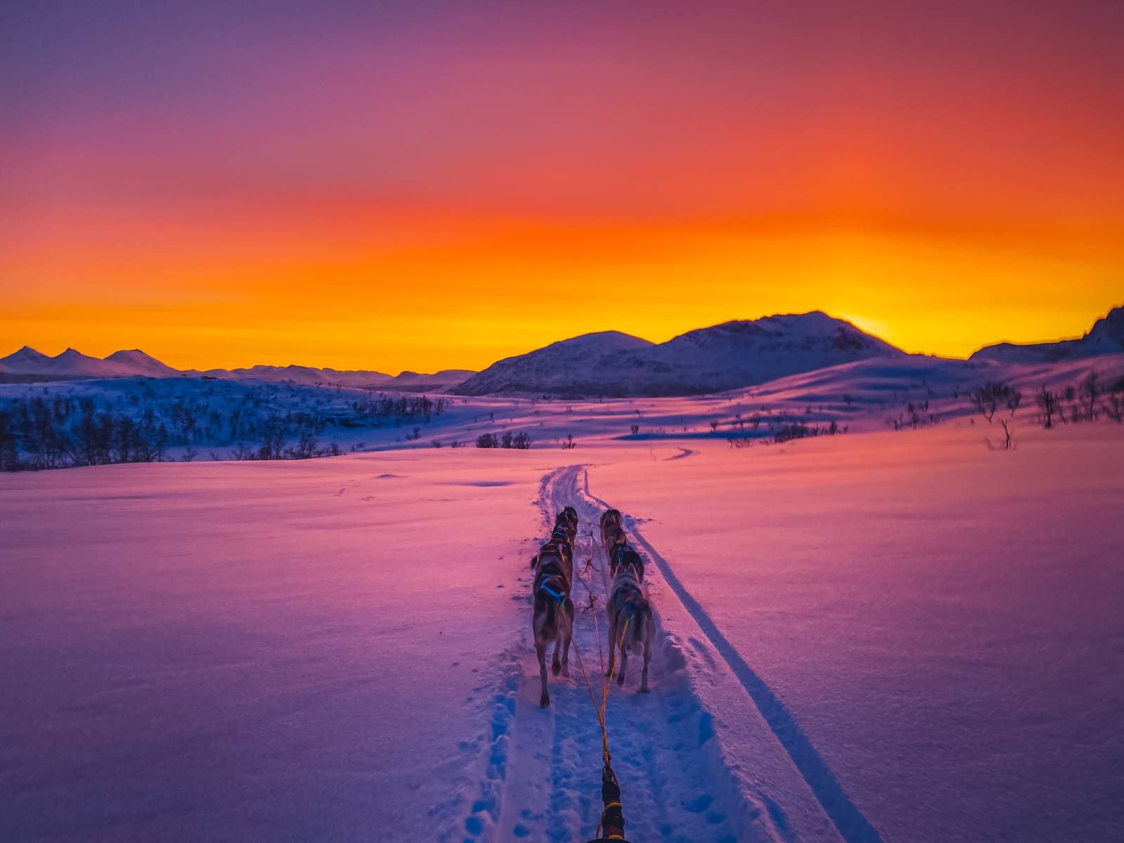 Nordisk natur og turglede med hund
