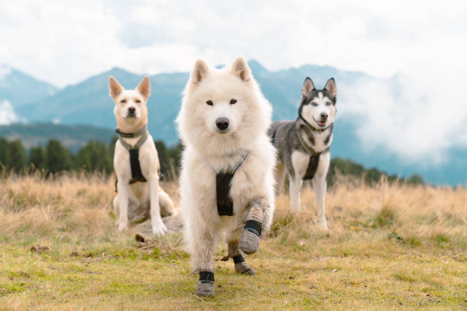 Friluftsliv med hund fra VIP DOGWEAR